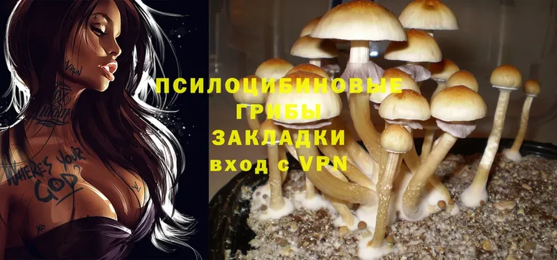 где продают наркотики  Кунгур  blacksprut рабочий сайт  Галлюциногенные грибы MAGIC MUSHROOMS 